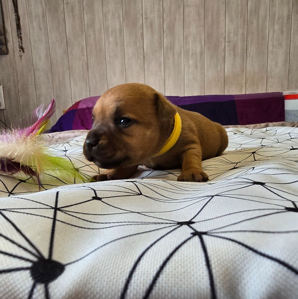 Du Domaine des Rois Canins - Chiot disponible  - Staffordshire Bull Terrier