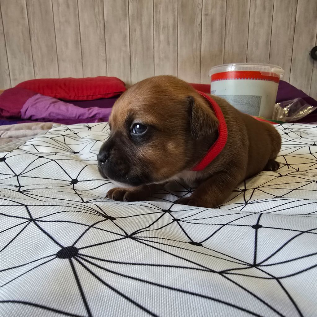 Du Domaine des Rois Canins - Chiot disponible  - Staffordshire Bull Terrier