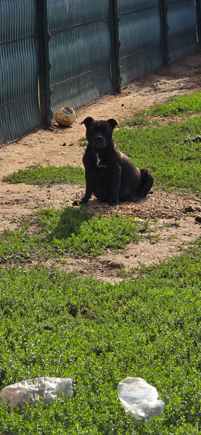 Rose Du Domaine des Rois Canins