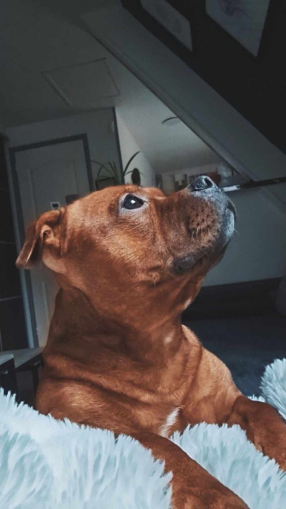 Tommy Du Domaine des Rois Canins