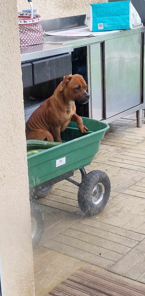 Tika Du Domaine des Rois Canins