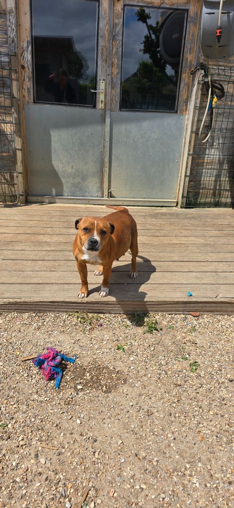 Taya Du Domaine des Rois Canins