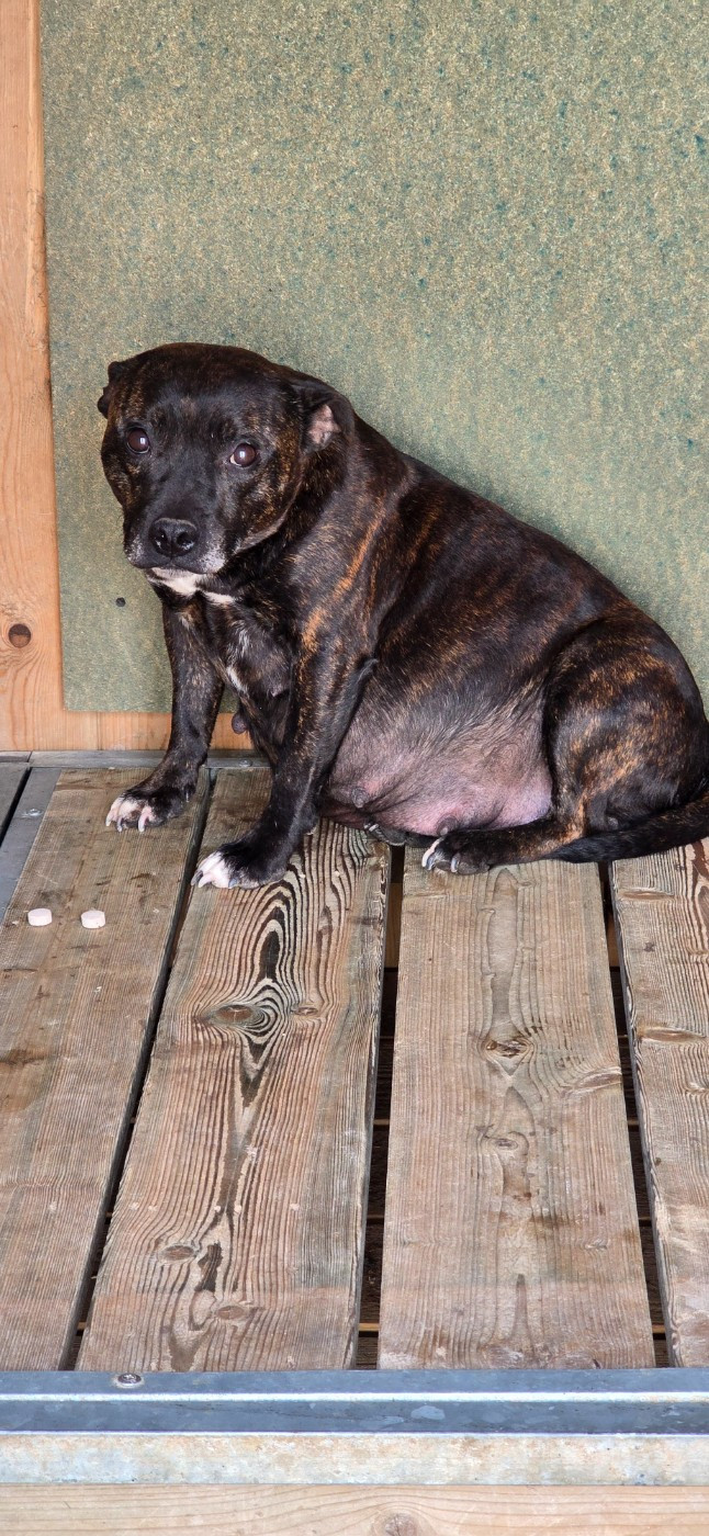 Saika Du Domaine des Rois Canins