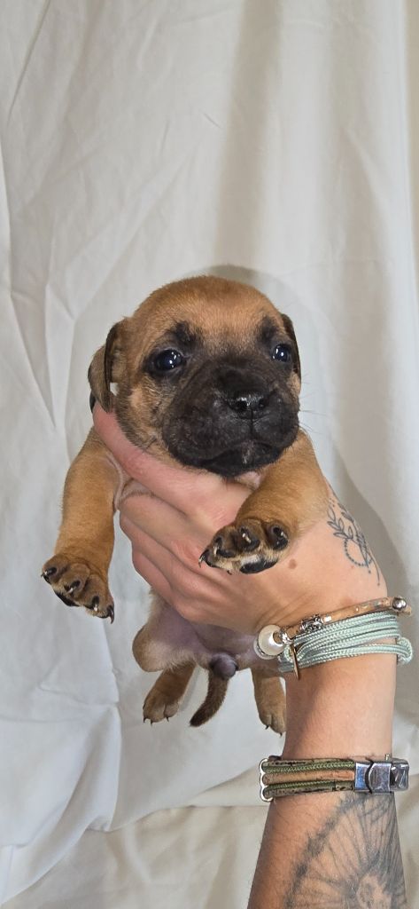 Du Domaine des Rois Canins - Chiots disponibles - Staffordshire Bull Terrier