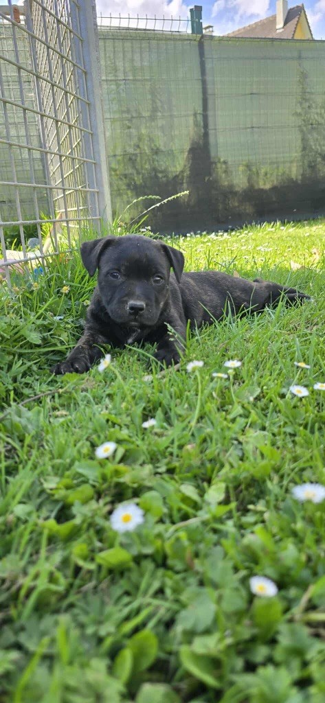 Du Domaine des Rois Canins - Chiots disponibles - Staffordshire Bull Terrier