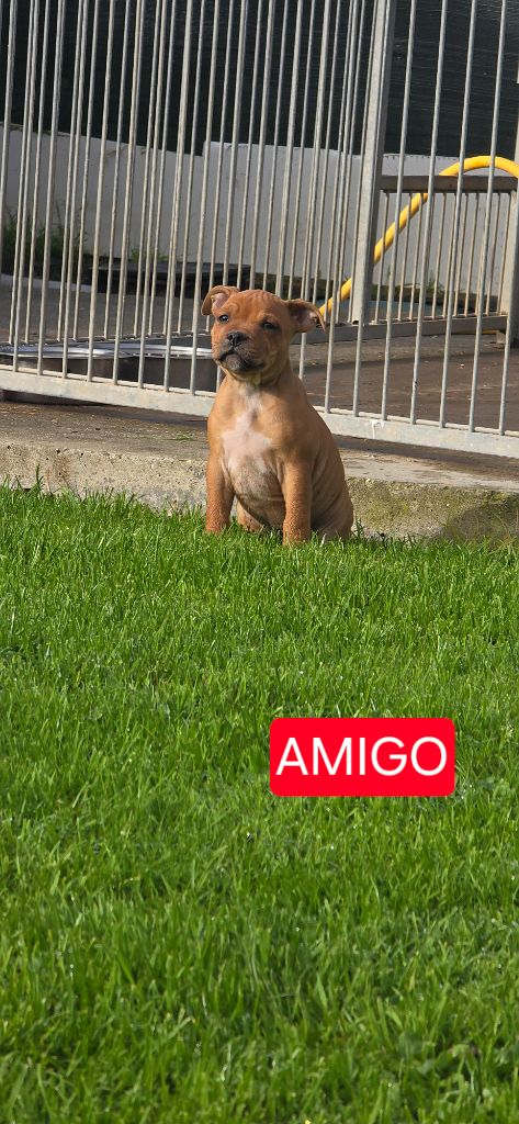 Du Domaine des Rois Canins - Chiots disponibles - Staffordshire Bull Terrier