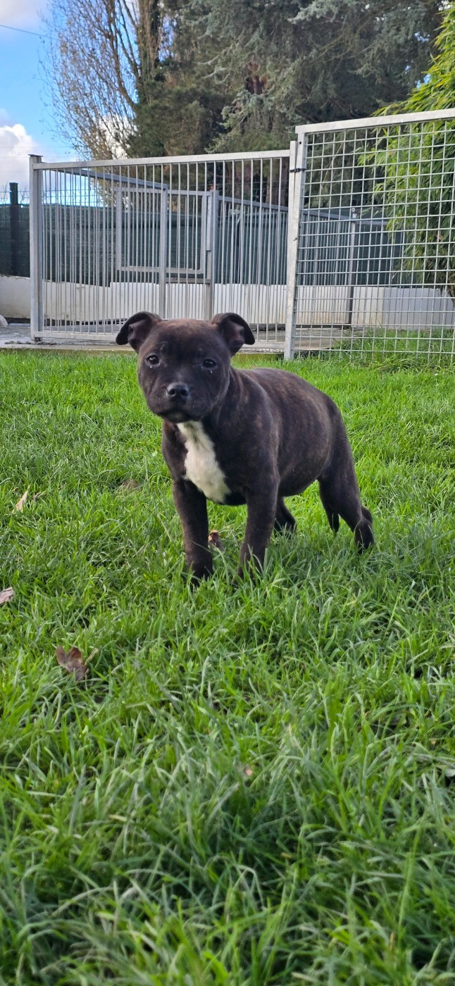 Du Domaine des Rois Canins - Chiots disponibles - Staffordshire Bull Terrier