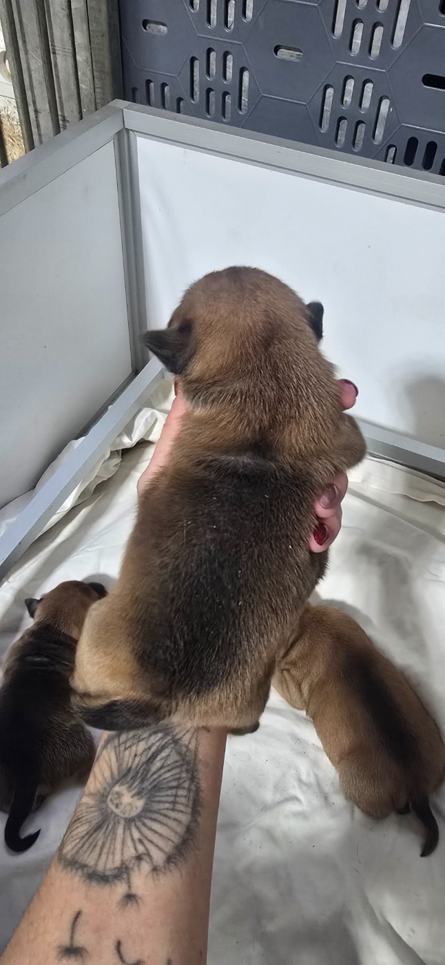 Du Domaine des Rois Canins - Chiots disponibles - Staffordshire Bull Terrier