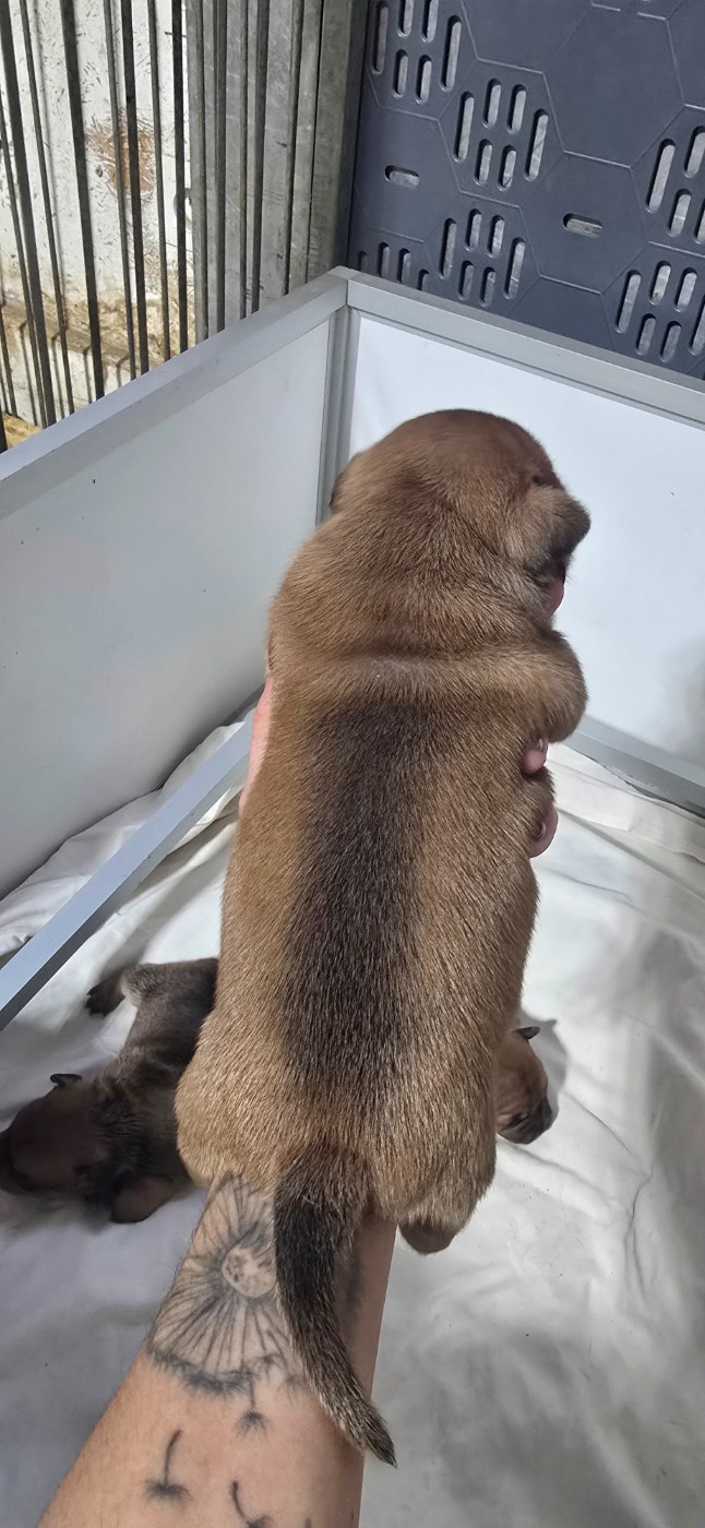 Du Domaine des Rois Canins - Chiots disponibles - Staffordshire Bull Terrier