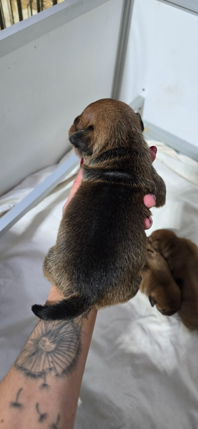 Du Domaine des Rois Canins - Chiots disponibles - Staffordshire Bull Terrier