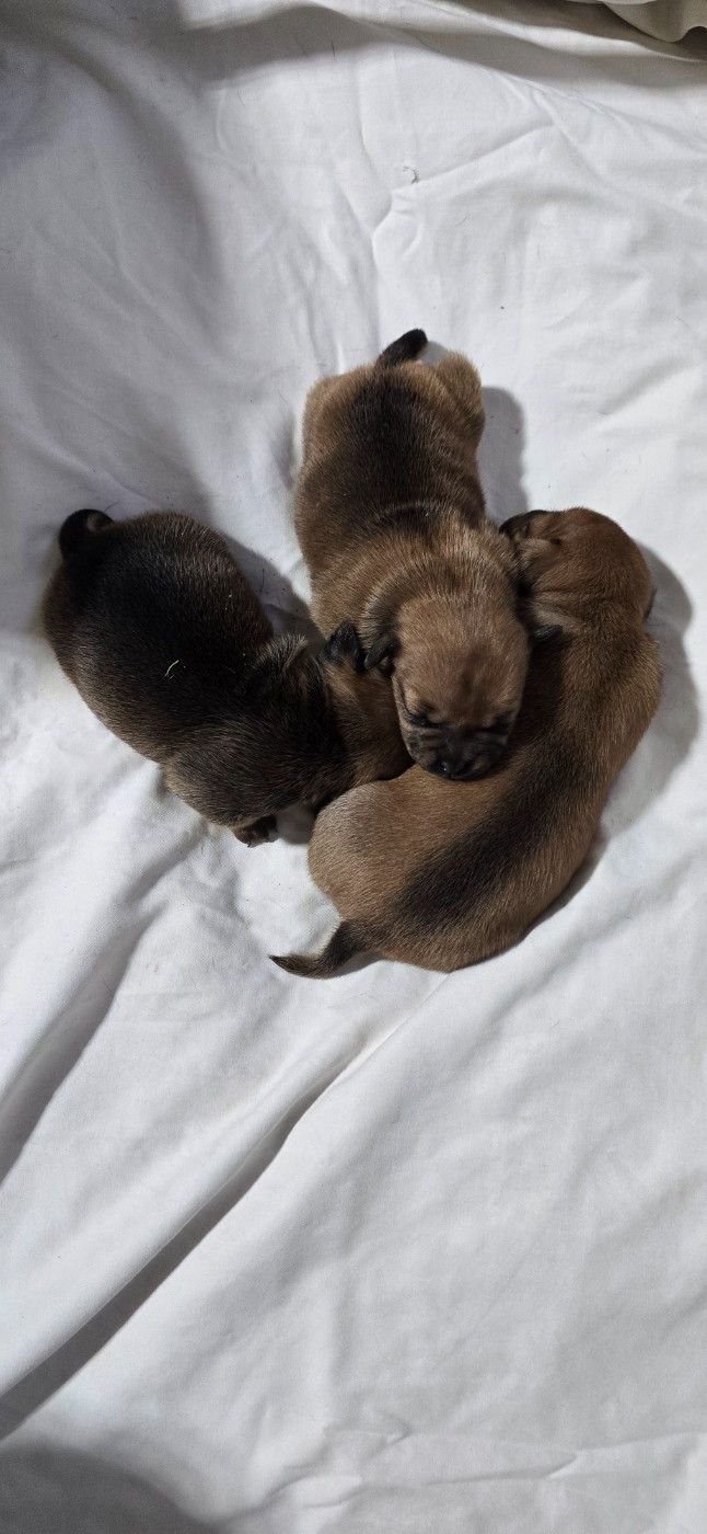 Chiot Staffordshire Bull Terrier Du Domaine des Rois Canins