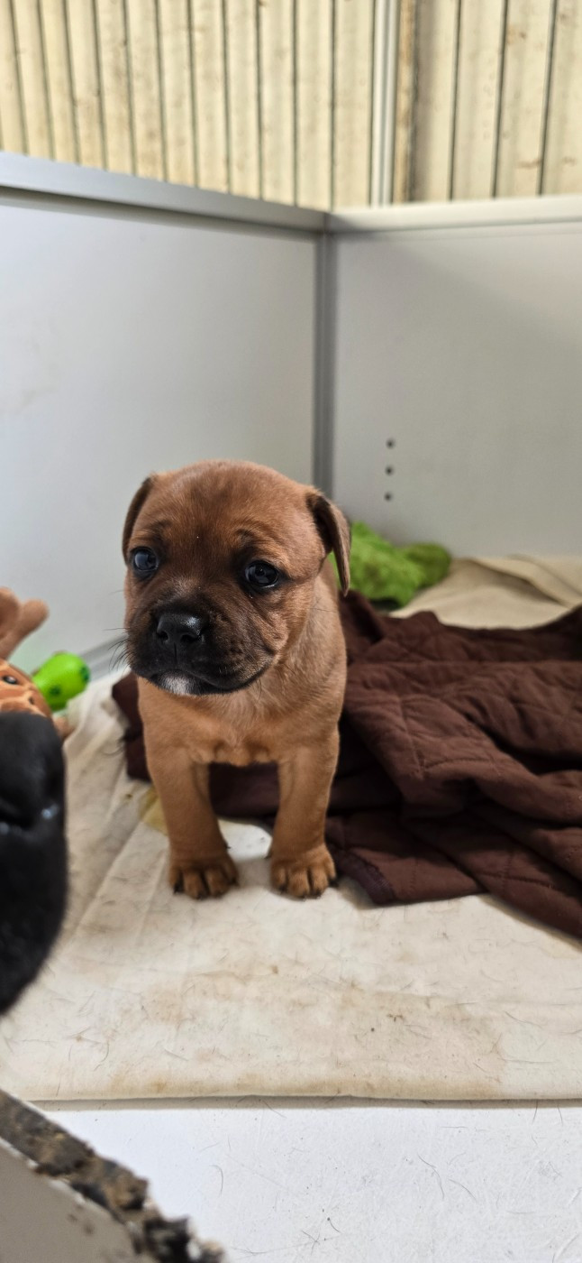 Du Domaine des Rois Canins - Chiots disponibles - Staffordshire Bull Terrier