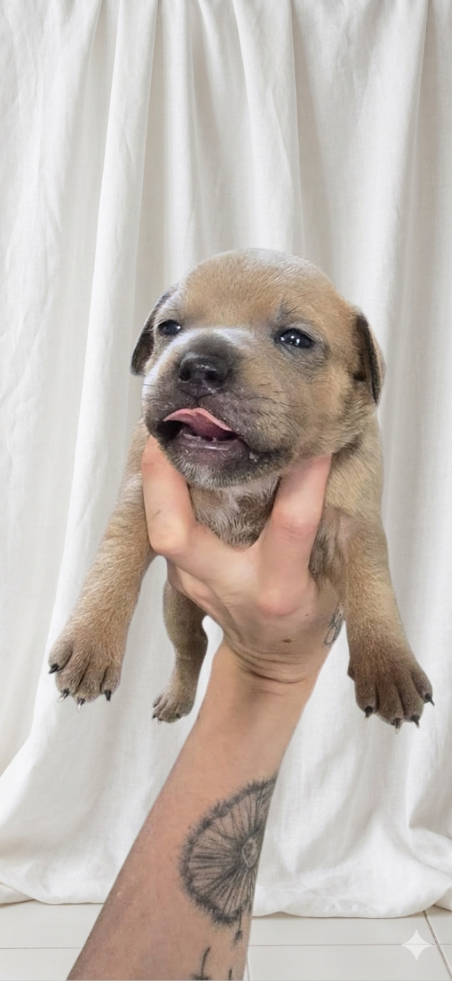 Du Domaine des Rois Canins - Chiots disponibles - Staffordshire Bull Terrier