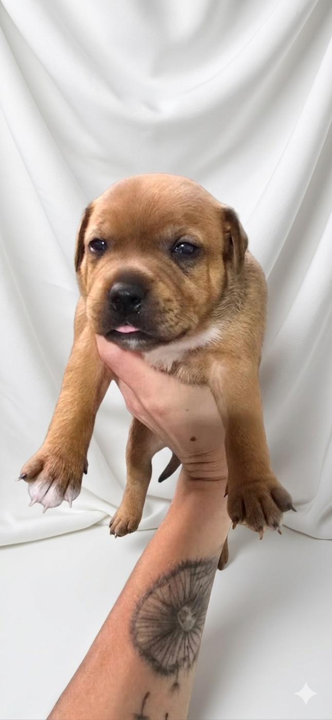 Du Domaine des Rois Canins - Chiots disponibles - Staffordshire Bull Terrier