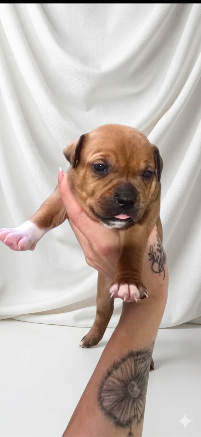 Du Domaine des Rois Canins - Chiots disponibles - Staffordshire Bull Terrier