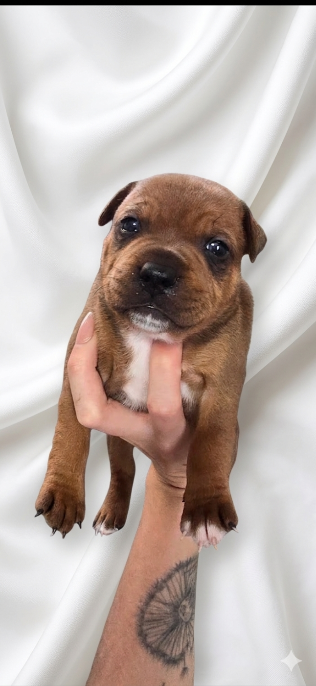 Du Domaine des Rois Canins - Chiots disponibles - Staffordshire Bull Terrier