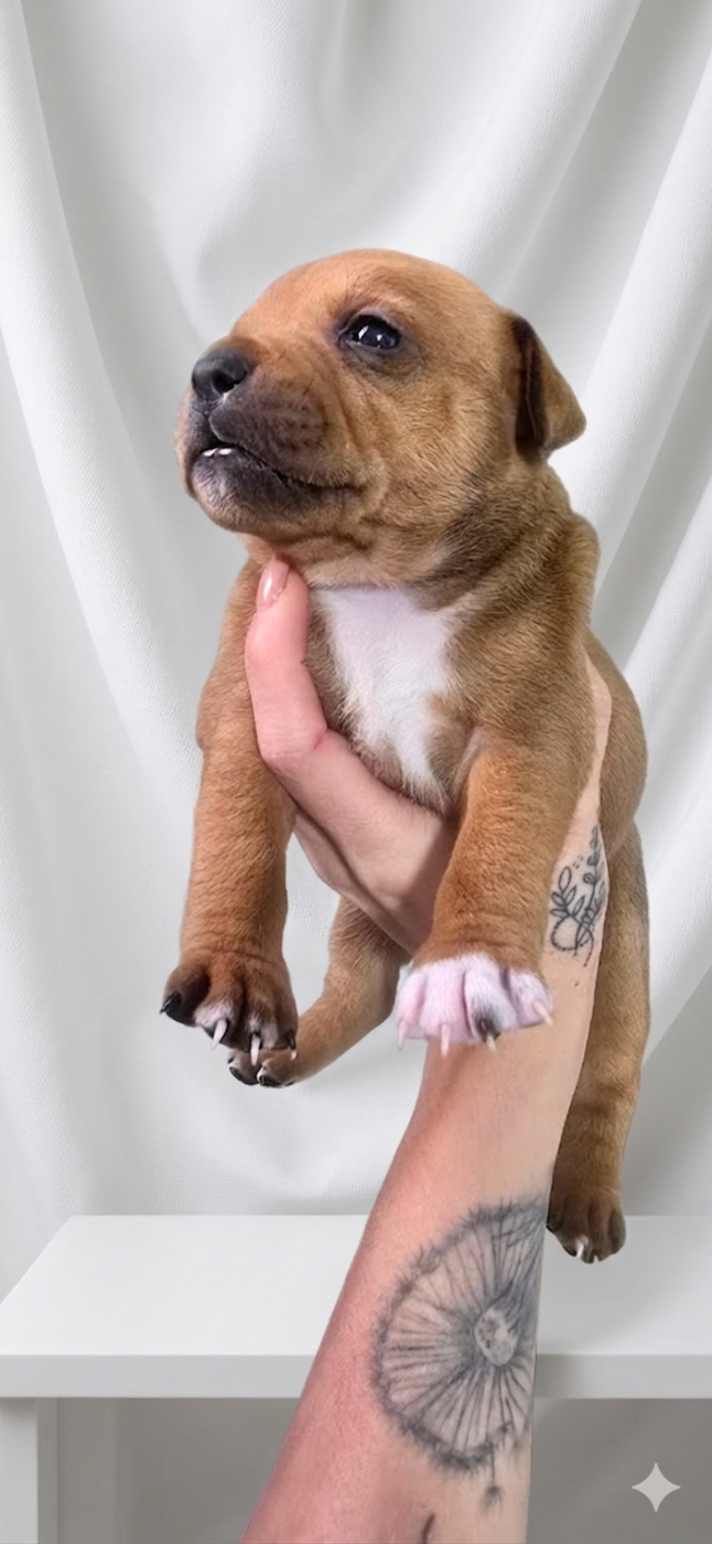 Du Domaine des Rois Canins - Chiots disponibles - Staffordshire Bull Terrier