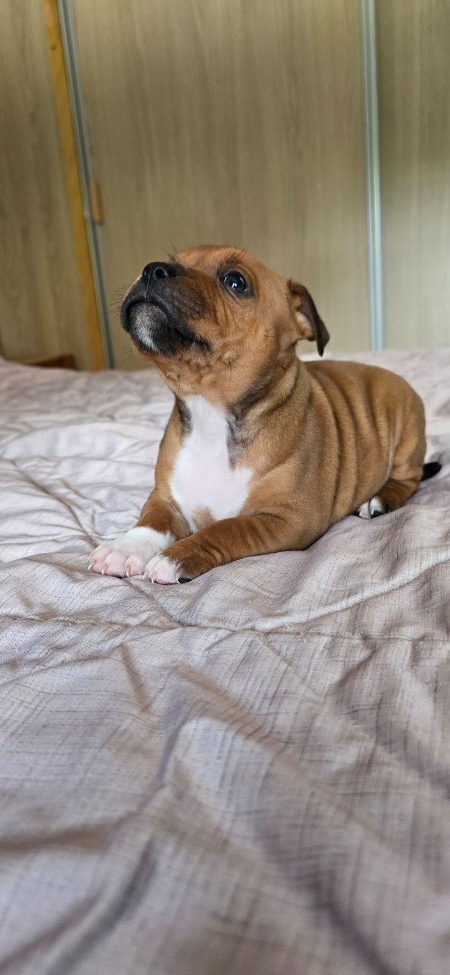 Du Domaine des Rois Canins - Chiots disponibles - Staffordshire Bull Terrier