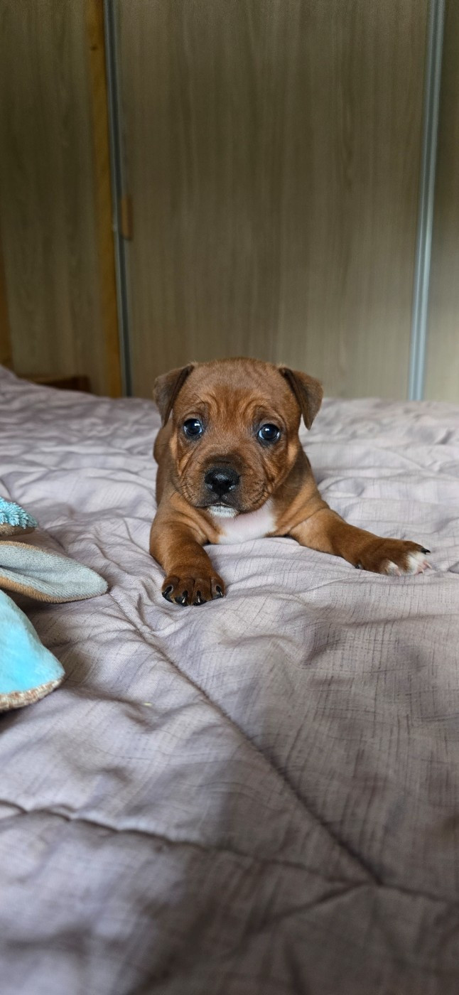 Du Domaine des Rois Canins - Chiots disponibles - Staffordshire Bull Terrier