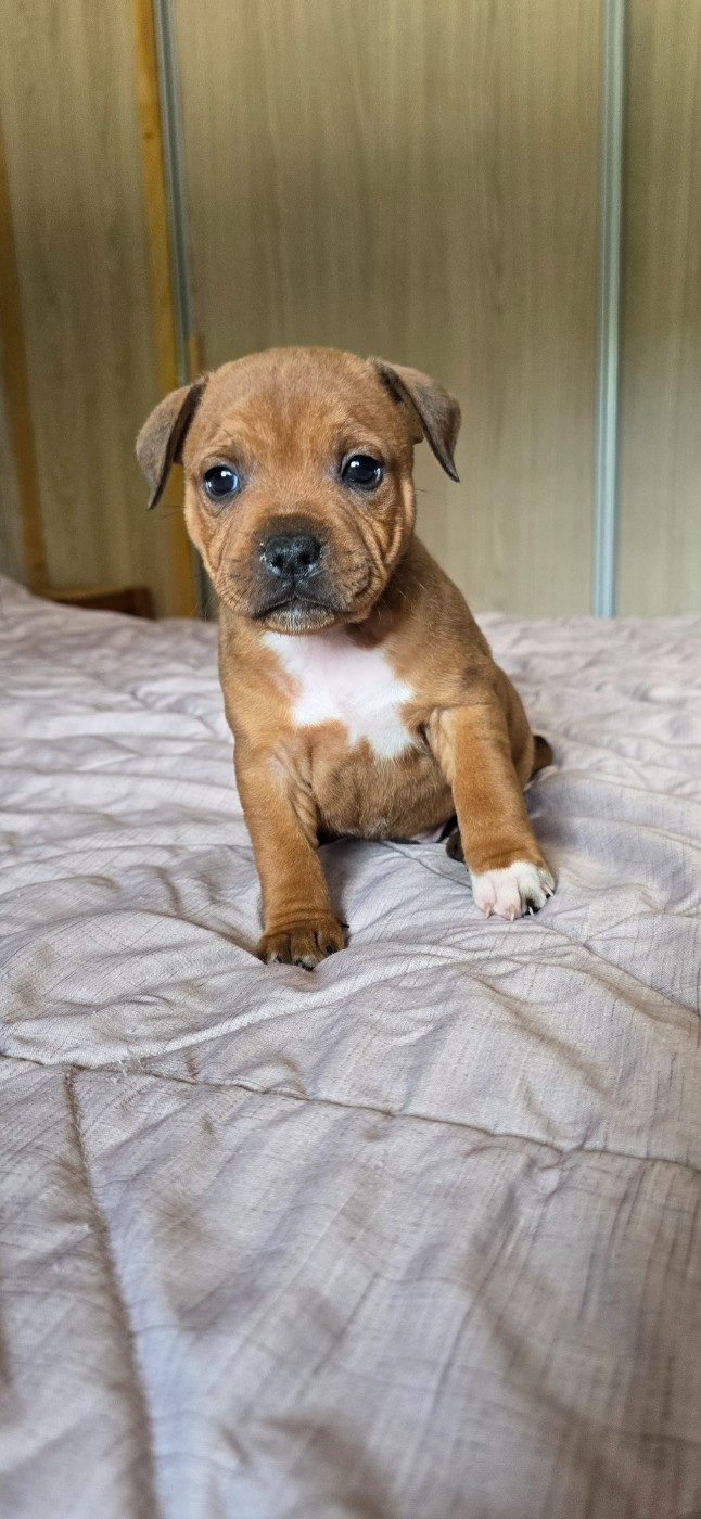 Du Domaine des Rois Canins - Chiots disponibles - Staffordshire Bull Terrier