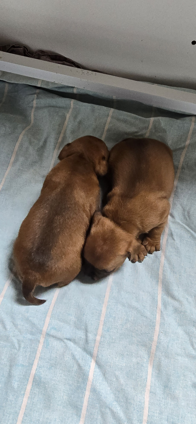 Chiot Staffordshire Bull Terrier Du Domaine des Rois Canins