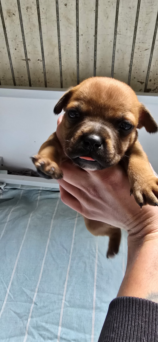 Du Domaine des Rois Canins - Chiots disponibles - Staffordshire Bull Terrier