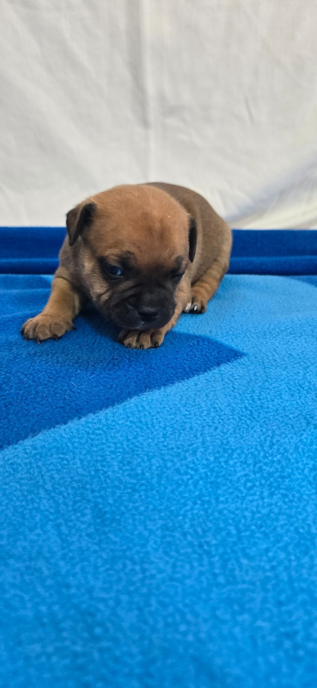 Du Domaine des Rois Canins - Chiots disponibles - Staffordshire Bull Terrier