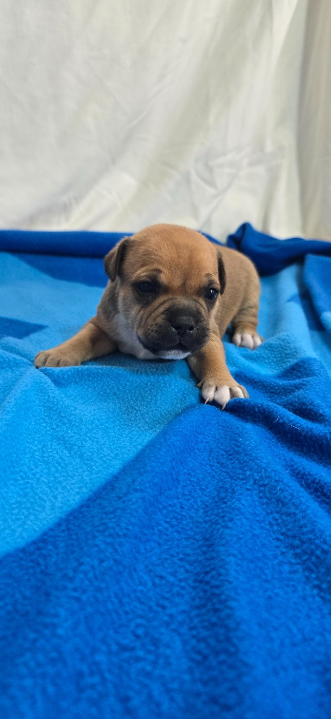 Du Domaine des Rois Canins - Chiots disponibles - Staffordshire Bull Terrier