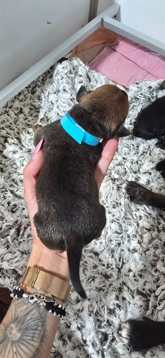 Du Domaine des Rois Canins - Chiots disponibles - Staffordshire Bull Terrier