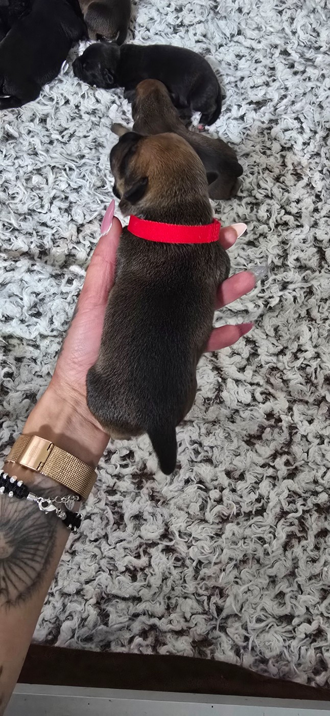 Du Domaine des Rois Canins - Chiots disponibles - Staffordshire Bull Terrier