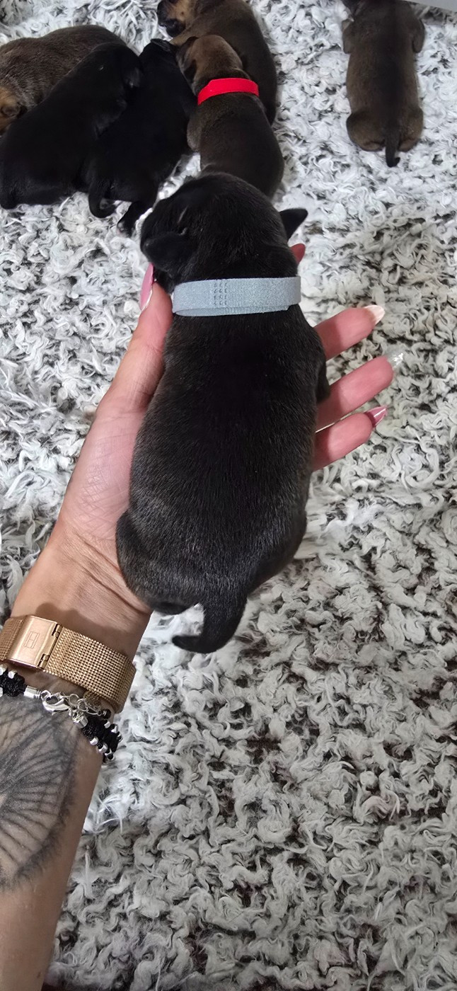 Du Domaine des Rois Canins - Chiots disponibles - Staffordshire Bull Terrier