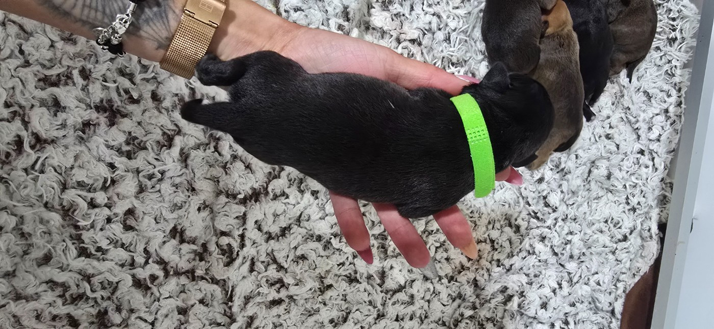 Du Domaine des Rois Canins - Chiots disponibles - Staffordshire Bull Terrier