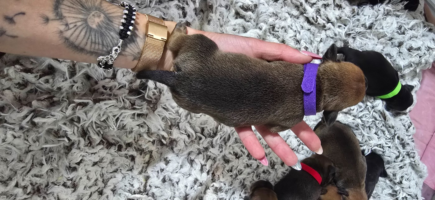 Du Domaine des Rois Canins - Chiots disponibles - Staffordshire Bull Terrier