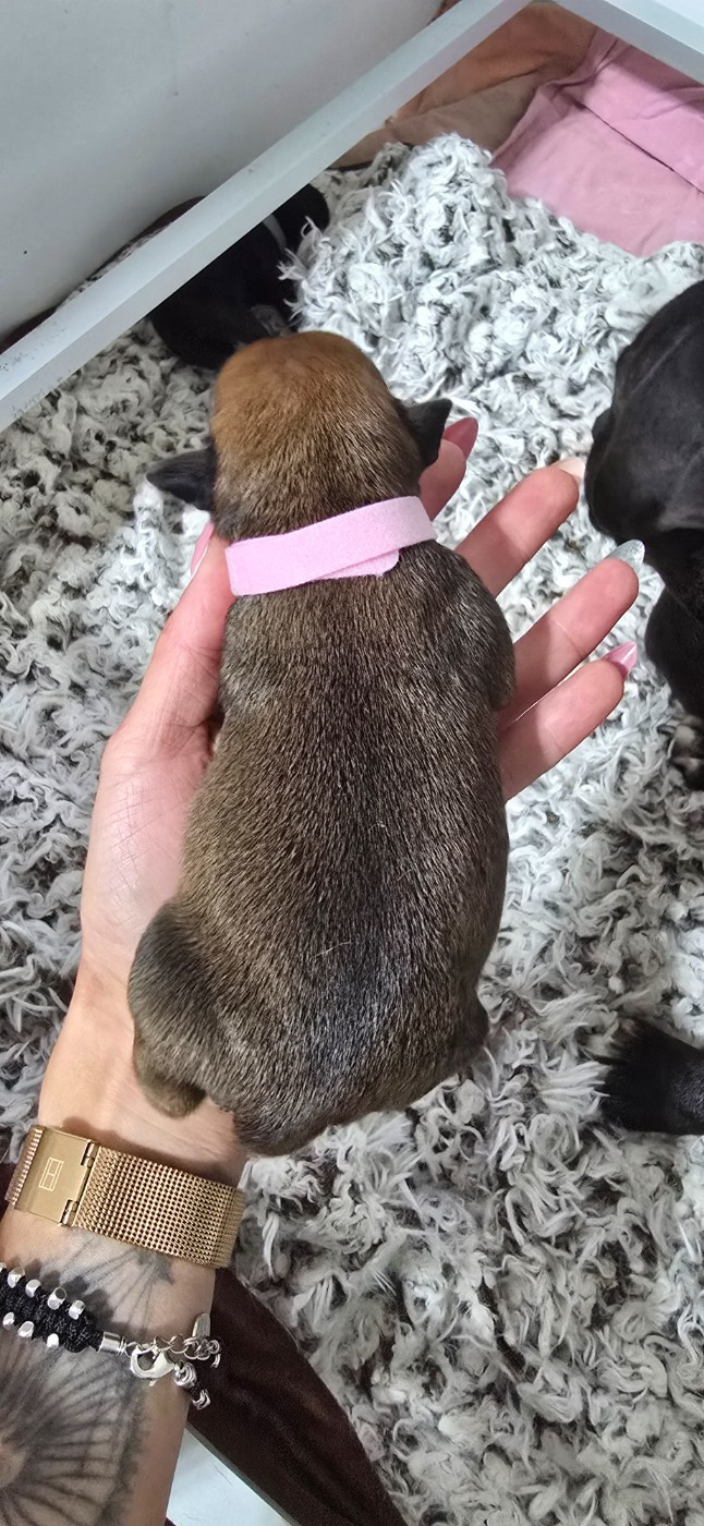Du Domaine des Rois Canins - Chiots disponibles - Staffordshire Bull Terrier