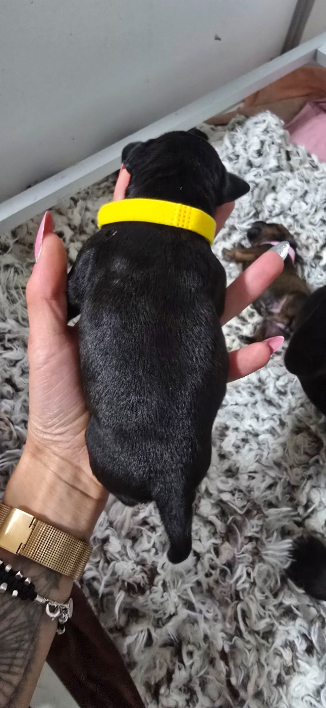 Du Domaine des Rois Canins - Chiots disponibles - Staffordshire Bull Terrier