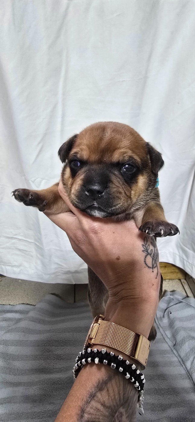 Du Domaine des Rois Canins - Chiots disponibles - Staffordshire Bull Terrier