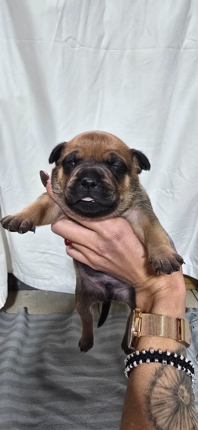 Du Domaine des Rois Canins - Chiots disponibles - Staffordshire Bull Terrier