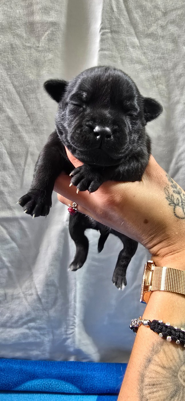 Du Domaine des Rois Canins - Chiots disponibles - Staffordshire Bull Terrier