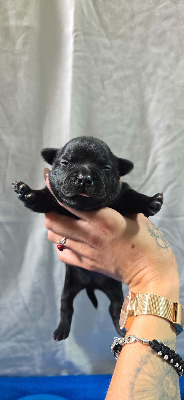 Du Domaine des Rois Canins - Chiots disponibles - Staffordshire Bull Terrier