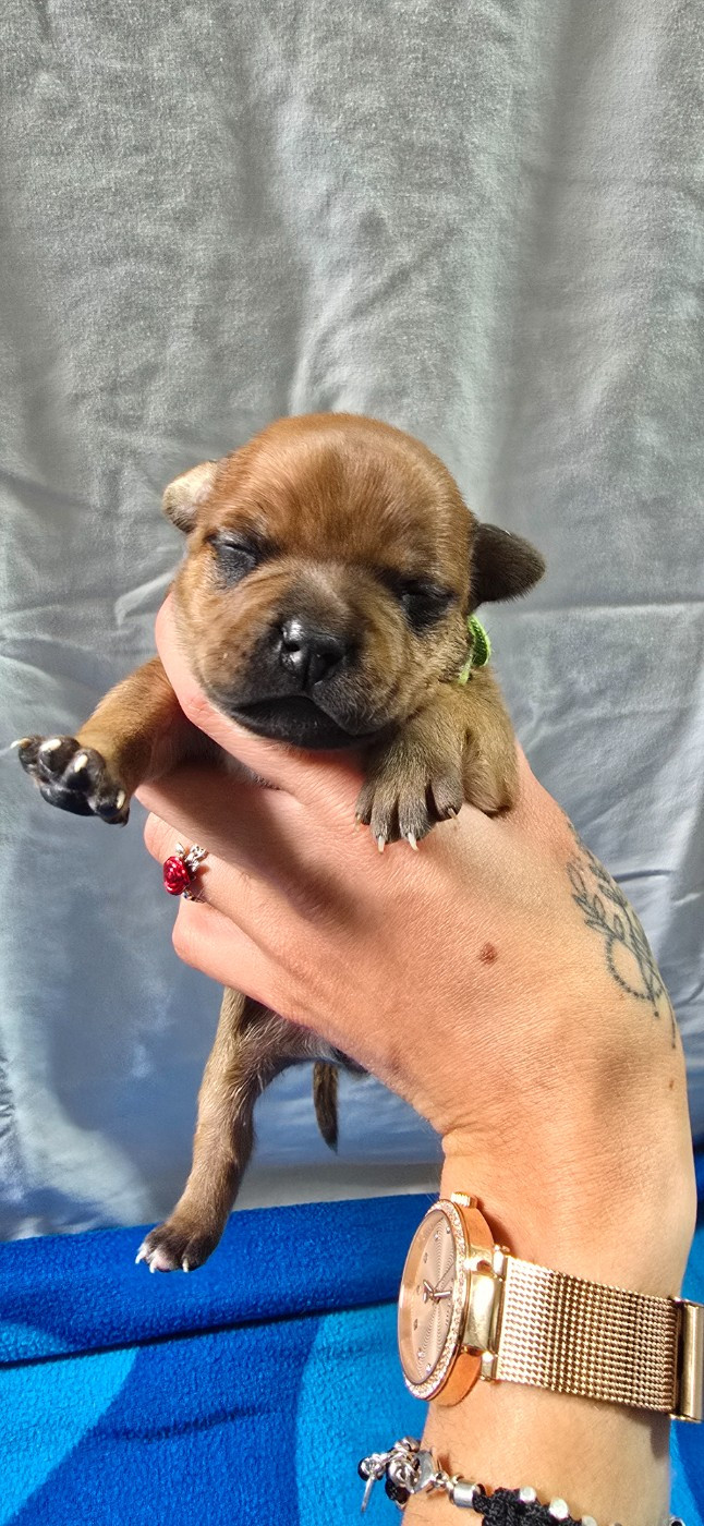 Du Domaine des Rois Canins - Chiots disponibles - Staffordshire Bull Terrier