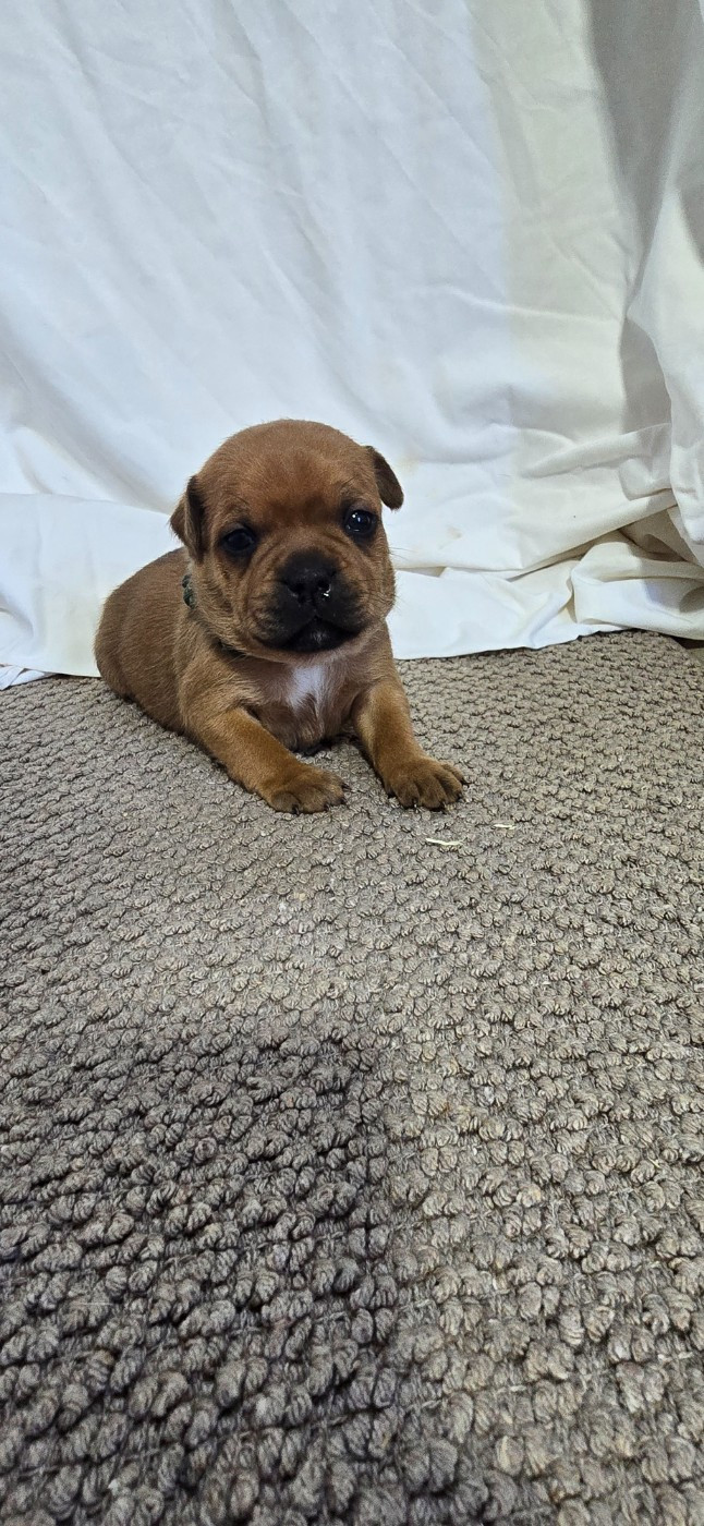 Du Domaine des Rois Canins - Chiots disponibles - Staffordshire Bull Terrier