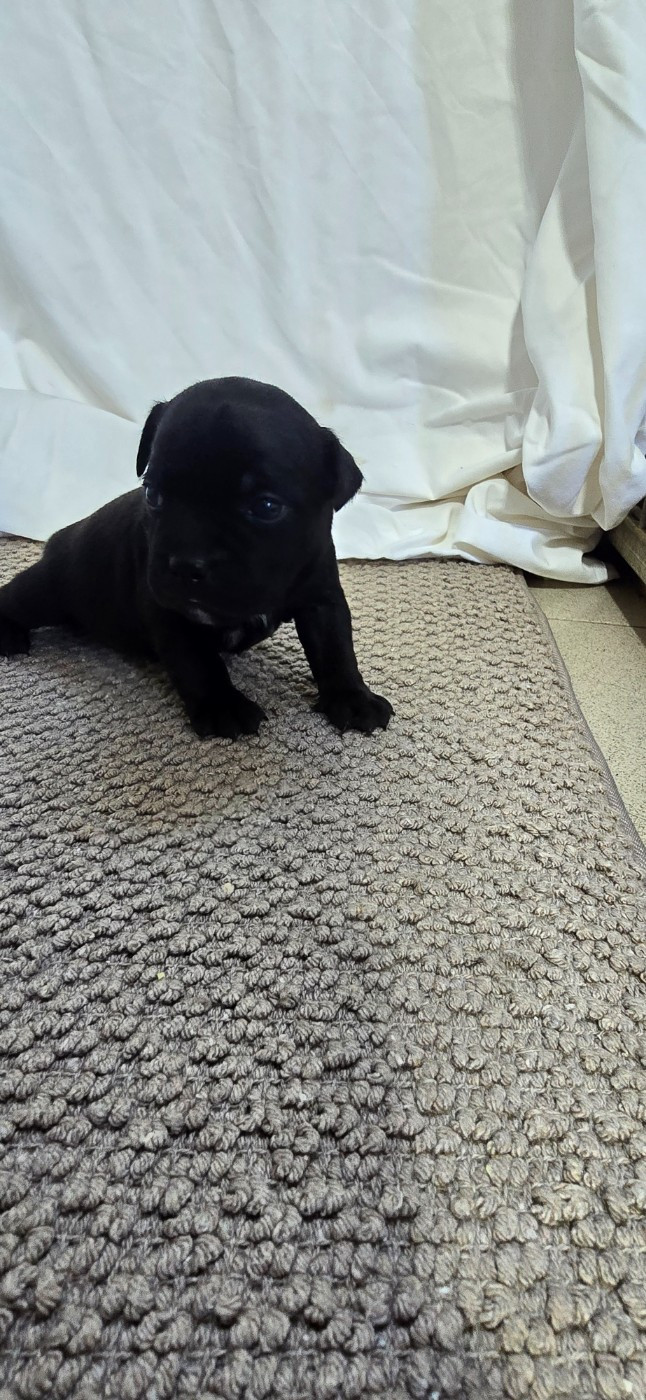 Du Domaine des Rois Canins - Chiots disponibles - Staffordshire Bull Terrier