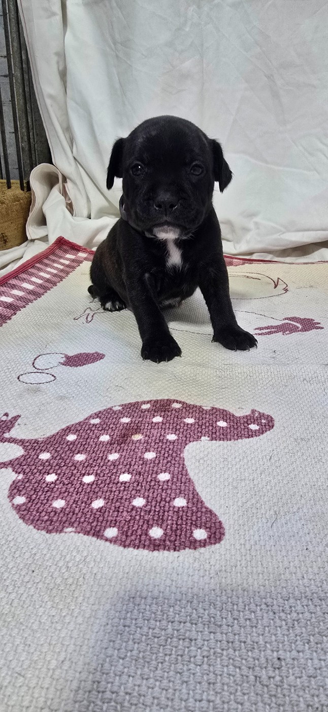 Du Domaine des Rois Canins - Chiots disponibles - Staffordshire Bull Terrier