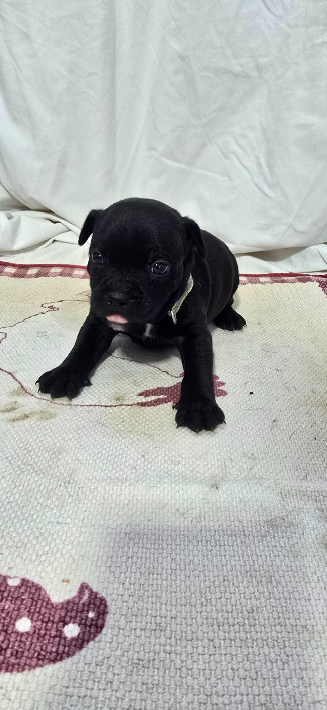 Du Domaine des Rois Canins - Chiots disponibles - Staffordshire Bull Terrier