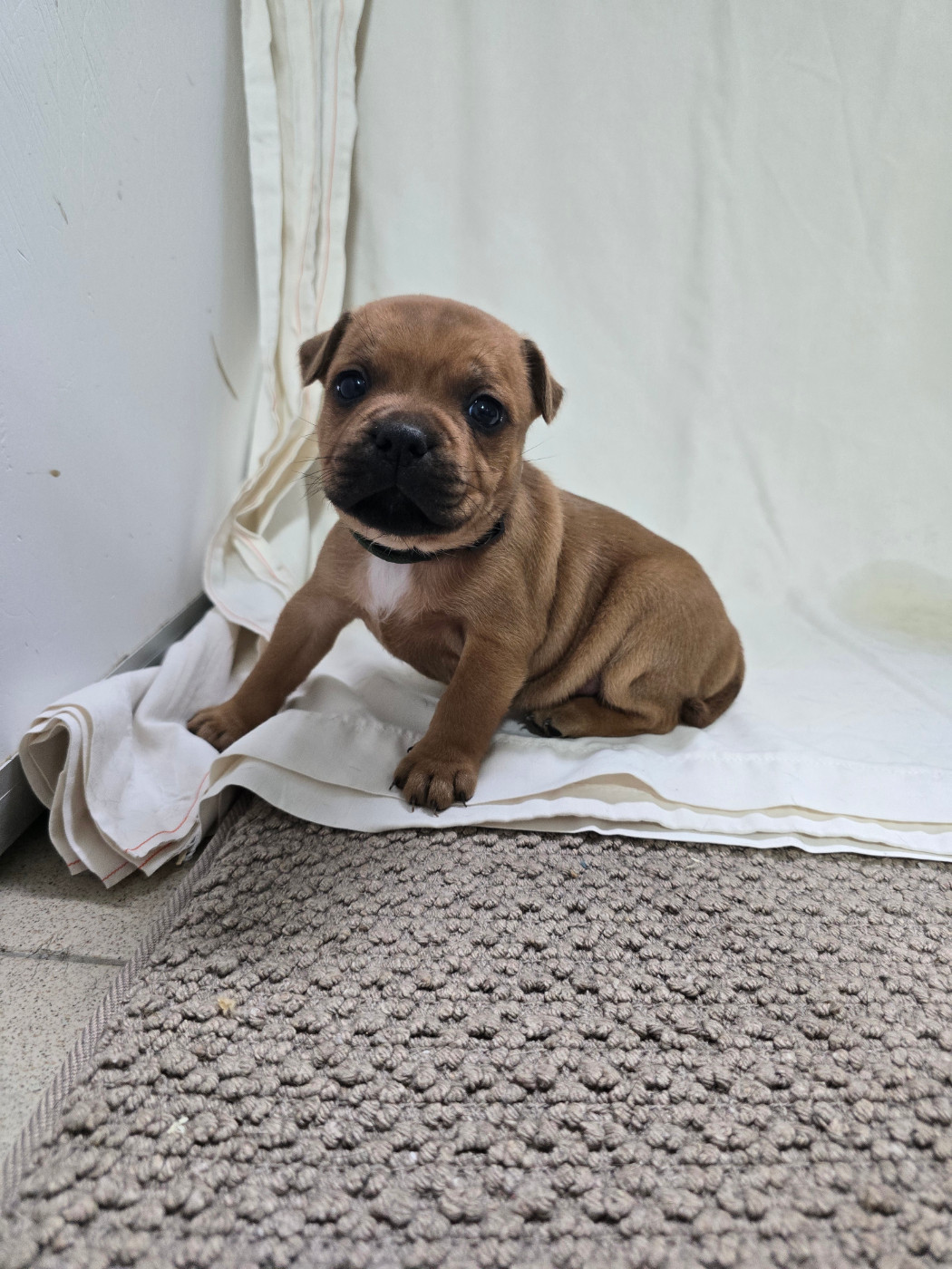 Du Domaine des Rois Canins - Chiots disponibles - Staffordshire Bull Terrier