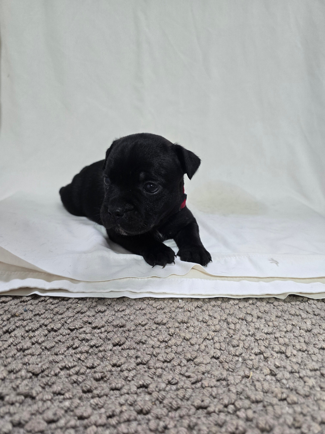 Du Domaine des Rois Canins - Chiots disponibles - Staffordshire Bull Terrier