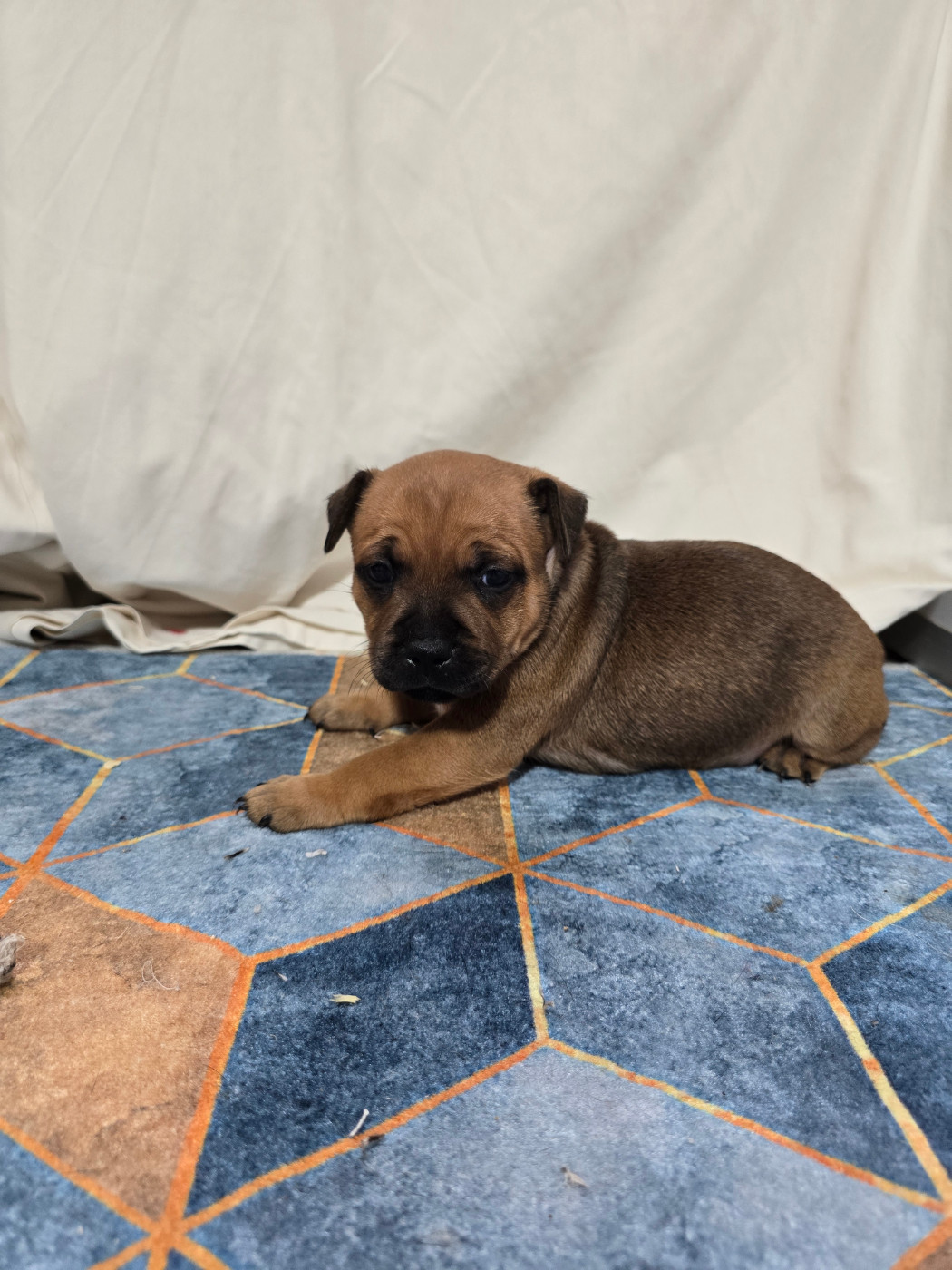 Du Domaine des Rois Canins - Chiots disponibles - Staffordshire Bull Terrier