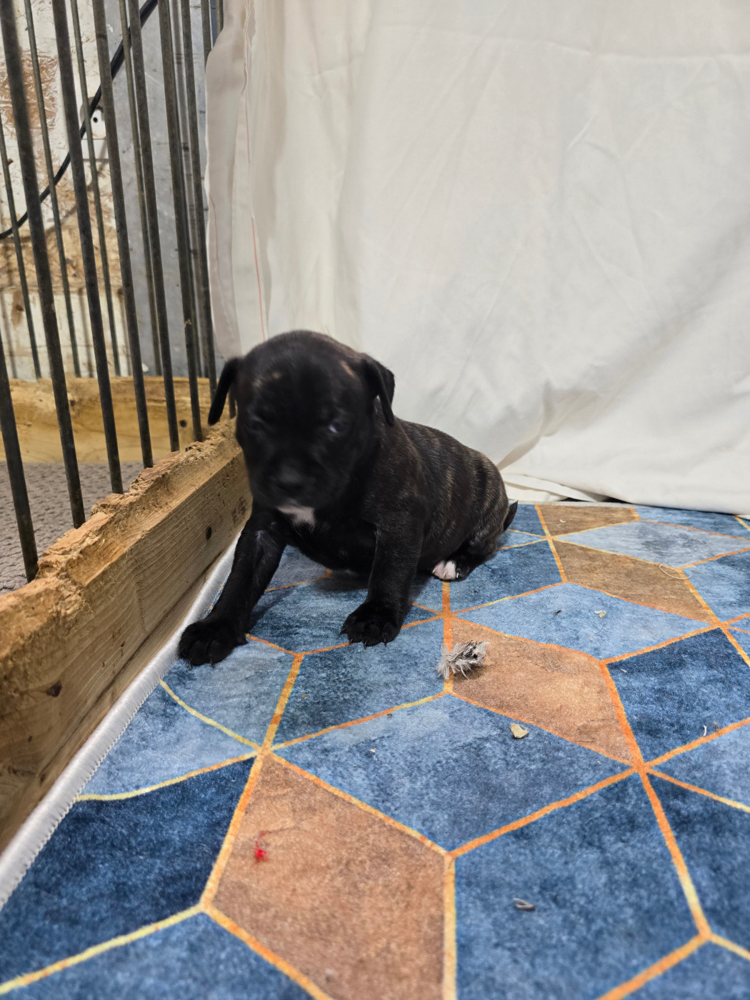 Du Domaine des Rois Canins - Chiots disponibles - Staffordshire Bull Terrier