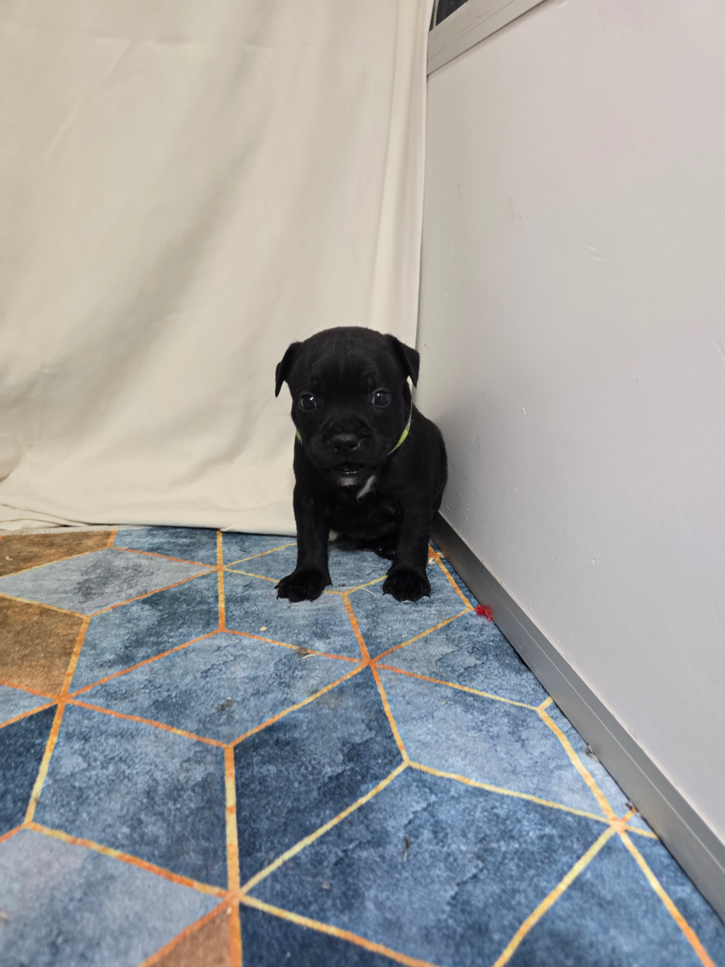 Du Domaine des Rois Canins - Chiots disponibles - Staffordshire Bull Terrier