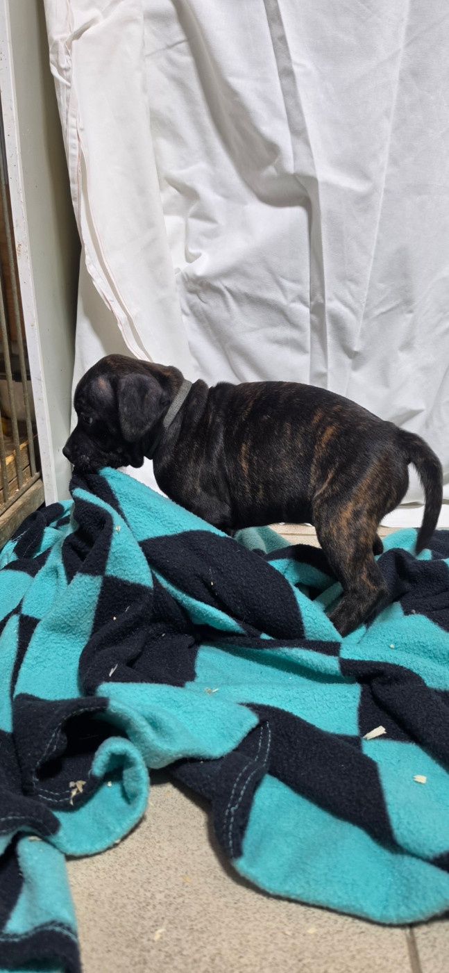 Du Domaine des Rois Canins - Chiots disponibles - Staffordshire Bull Terrier